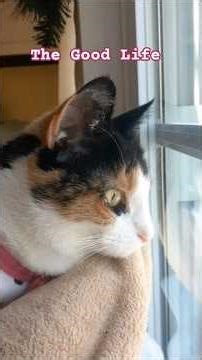 Relaxing - Grace & Blessings #jewel #cat #pets #cold #fall #dinaradica @DinaRadicaFilms