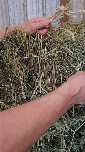 Feed Value of Timothy Hay & Orchard Grass: How to Tell If YOUR Hay is High Quality
