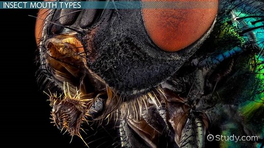 Insect Mouth | Overview, Parts & Types
