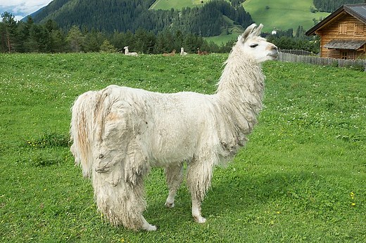 352 Lovable Llama Names for Your Furry Friend - Animal Hype