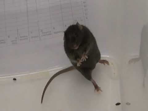 Racine scale for seizure analysis in mice I Epilepsy