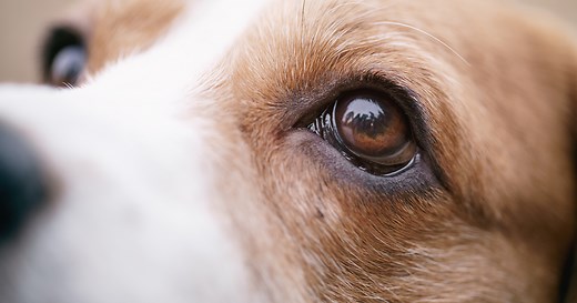 Eyelid growths/lumps on dogs eyelids