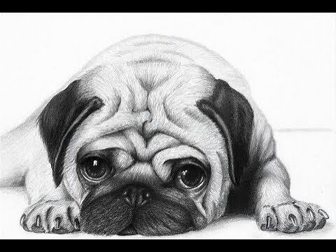 Speed drawing:how to draw a pug with pencil