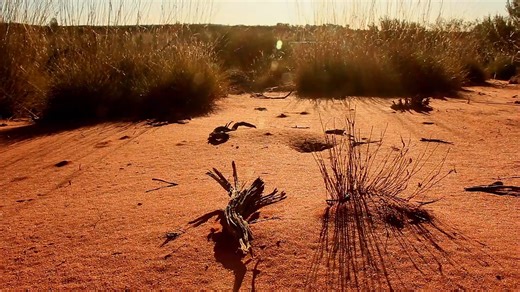 10K views · 264 reactions | What seems like a spiky and dreadful lizard, proves itself to be an amazing example of God’s design. Living in extreme conditions, the thorny devil lizard has to have extreme abilities. Investigate this specialized little lizard and how its design is perfectly suited to its needs. | Apologetics Press | Facebook