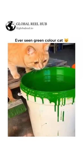 GLOBAL REEL on Instagram: "The video depicts an orange tabby cat investigating a bucket of green paint, pawing at it before leaping in fully and emerging covered in dripping green, with exaggerated sad eyes, accompanied by light music for comedic effect. Posted December 18, 2025, by Arabic account @Mr_Cool102 known for feel-good content, it quickly amassed 223,000 views and 415 likes, tapping into viral trends of animal antics. User reactions split between calling it "cute" and dismissing it as