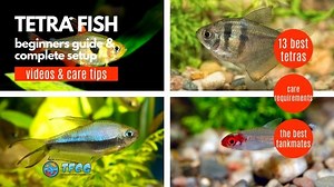 Tetra Fish Types: List Of The 13 Best & Most Popular Tetras