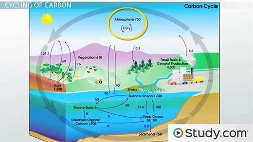 Carbon & Nitrogen Cycle | Overview, Steps & Comparison