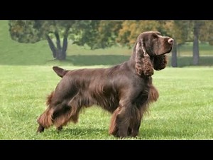 Field Spaniel - medium size dog breed