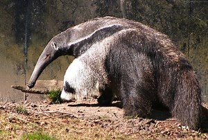 Anteater