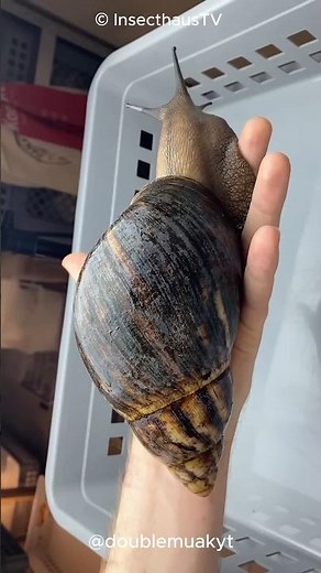 Meet the Giant African Snail: The World's Largest Snail! 🐌 🐌🤯