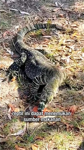 Monitor Lizards Aren't Afraid to Eat Carrion! Little-Known Facts #MonitorLizard #AnimalFacts #Shorts
