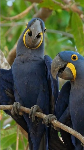 The Hyacinth Macaw: Nature’s Bright Blue Wonder