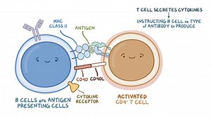 Video: B-cell activation, differentiation, and contraction - Video Explanation! | Osmosis | Osmosis