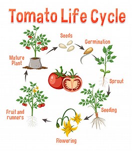 Life cycle of a tomato plant diagram illustration