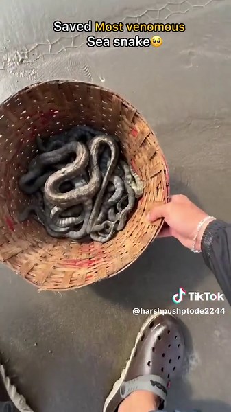 Found more than 100 sea snakes on the shore today… I helped them back to the water. #fyp