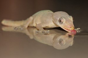 What Do House Geckos Eat?