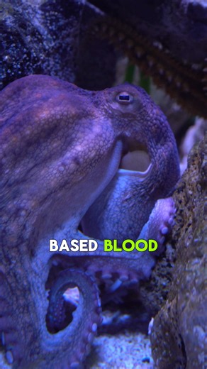 The Octopus is an Alien