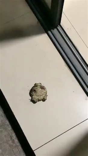 ilove_frog on Instagram: "A symbol of luck, longevity, and lunar magic in many Asian cultures. 🌙🍀 The Chinese toad (or related amphibians like the giant salamander) is deeply respected, associated with healing, prosperity, and the sacred balance of water and earth. #Repost @luxepetita #ChineseToad #Amphibians #CulturalSymbol #AnimalFacts #FengShui #PetWellness #CleanHabitat #CozyPets #CalmPets #NatureMagic"