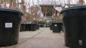 Perpetual Pots - Gardening Australia