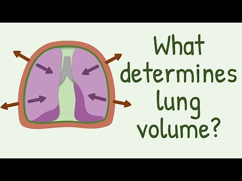What Determines Lung Volume?