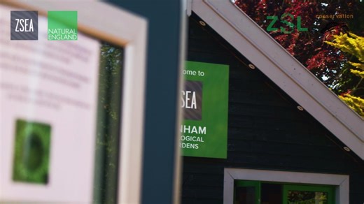 A huge conservation milestone for UK frogs! 🐸🥳 Banham Zoo, In partnership with Natural England, Amphibian and Reptile Conservation and ZSL, have reared and released over 500 Northern Pool Frog tadpoles back into the wild 🫶 Once declared extinct in the UK, the zoo is securing the future of these little amphibians 🐸💚 | BIAZA