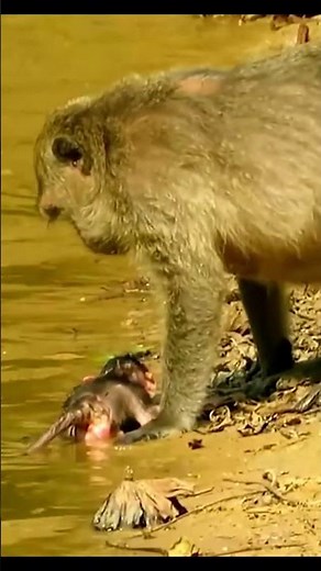 Life of Monkeys: Mother Monkey Taking Care of Her Newborn Baby