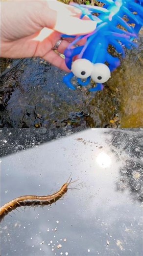 Kids Learn at the Brook | Bug Insect Names: Orchid Mantis Millipede Snail Grasshopper Centipede