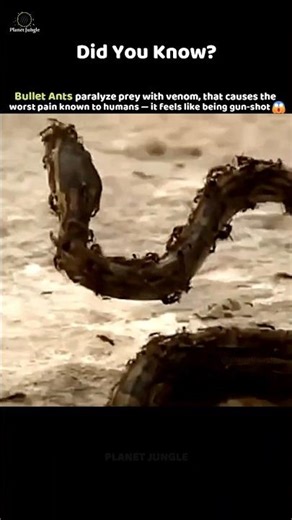 Bullet Ant: The Most Painful Sting on Earth 😳🔥 #bulletant #insects #wildlife