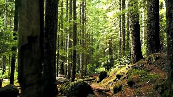 What is Amber and where do you find it?