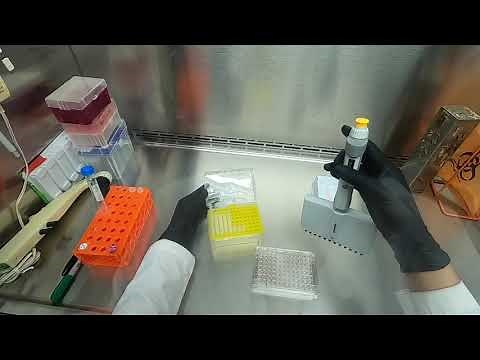 Cytotoxicity Assay