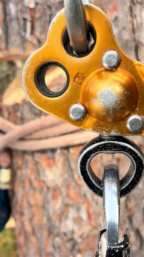 Tree Climbing Techniques: Insights from Arborists