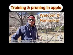 Training and pruning in apple