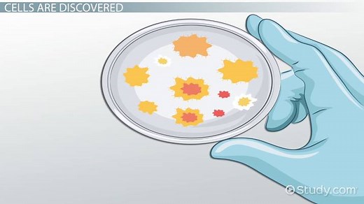 Cell Theory Lesson for Kids
