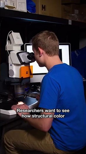 Why Are Morpho Butterflies Blue? | #DeepLook #Shorts