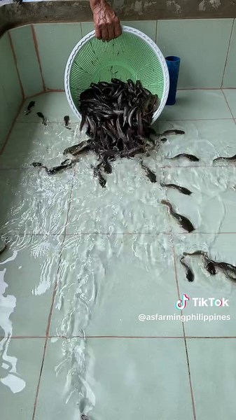 Catfish Fingerlings Farming Tips and Techniques