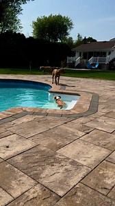 16K views · 1.2K reactions | Shelby loves her lil dips on da steps! | Titus and His Girl Hailey | Facebook