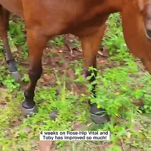 4K views · 40 reactions | Meet 7yo Toby - he was suffering from...