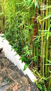 ARROSAGE : L'effet parapluie ☂️ #arrosage #jardin #garden #jardinage #jardinagem #trucsetastuces