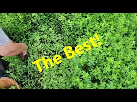 Preserving Freeze Dried Oregano