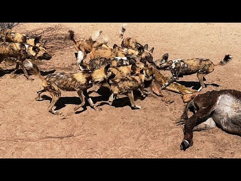 15 Moments When Wild Dogs Hunting To Kill Their Prey | Wild Animal