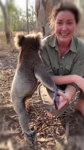 The Koala Never Forgot Her Savior 💖