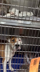 14K views · 659 reactions | Shelter dogs come in all different mixes, sizes, colors and temperaments! This is one small section of the dogs currently here at our shelter TODAY. Right now, for Howl-O-Ween, all dog and cat adoptions are $25! Adoptions include your new pet's spay or neuter, microchip, vaccines, and more! Come visit us today! | Fulton County Animal Services | Facebook