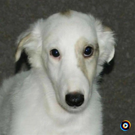 throw the dog a bone by George Draper