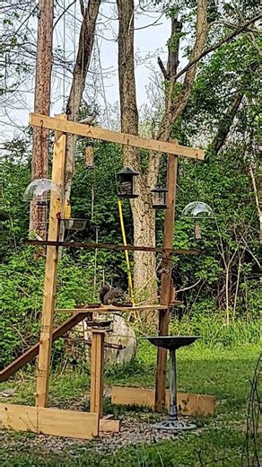 Squirrels vs birds at the feeder #wildlife #nature