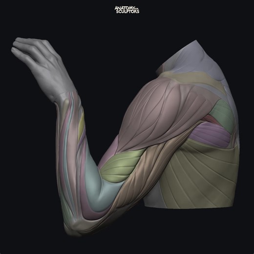 598 reactions · 66 shares | Muscles underneath the skin directly influence the surface forms of the arm. Observe and compare how the color-coded muscle model matches the realistic scan of this bent and pronated male arm. https://anatomy4sculptors.com/ | Anatomy For Sculptors | Facebook