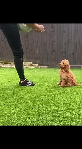 Puppy Steps Puppy Training on TikTok