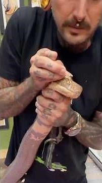 Removing an Eye Cap From a 13-Foot KING COBRA 😳