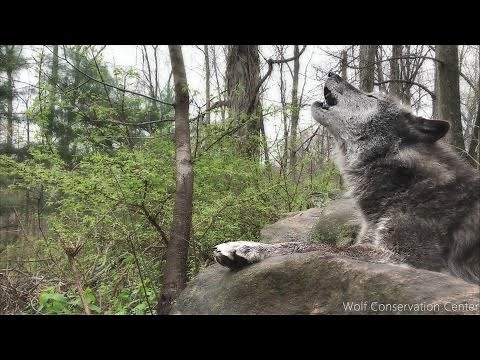 Black Wolf Howling