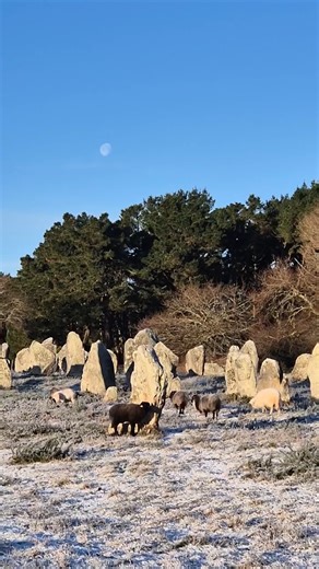 A Carnac la neige est rare ! Alors quand elle vient saupoudrer les plages et les menhirs, on savoure chaque flocon ❄😍 🎥 CARNAC TOURISME | Morbihan Tourisme