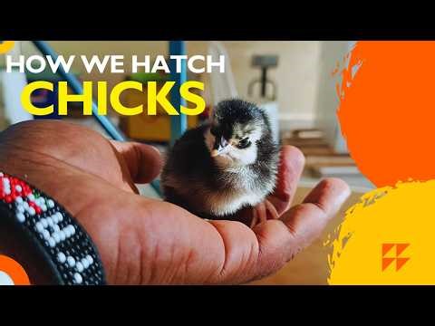 We Upgraded Our Egg Incubator System